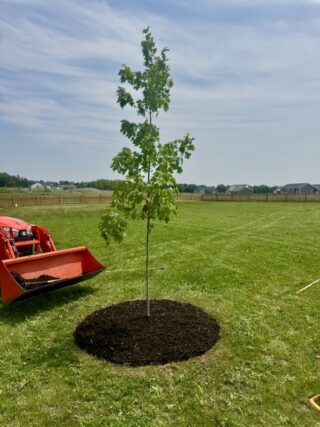 Newly planted young tree with mulch ring in a residential yard